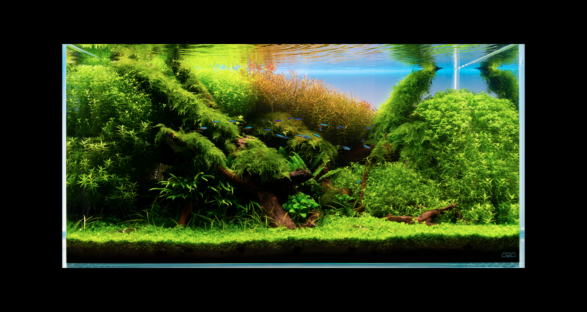 2024水景レイアウト作品